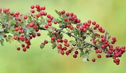 和记娱乐·H88(中国游)怡情博娱官网